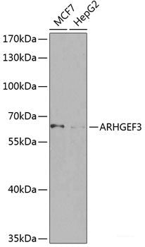 Western blot analysis of extracts of various cell lines using YWHAH Polyclonal Antibody at dilution of 1:3000.