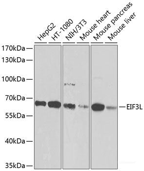 Western blot analysis of extracts from HeLa cells using Phospho-MAPKAPK2(T334) Polyclonal Antibody.