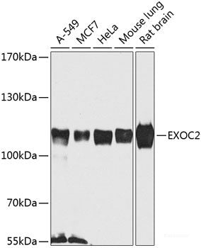 Western blot analysis of extracts of various cell lines using PCK2 Polyclonal Antibody at dilution of 1:1000.