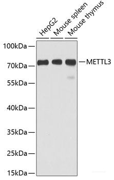 Immunohistochemistry of paraffin-embedded Mouse lung using INHBB Polyclonal Antibody at dilution of 1:100 (40x lens).