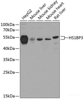 Western blot analysis of extracts of various cell lines using TADA2A Polyclonal Antibody at dilution of 1:1000.