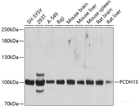 Western blot analysis of extracts of various cell lines using SIGLEC8 Polyclonal Antibody at dilution of 1:1000.