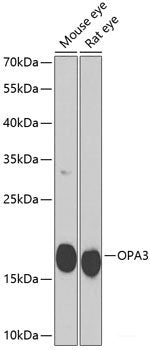 Immunofluorescence analysis of U2OS cells using PNKD Polyclonal Antibody at dilution of 1:100. Blue: DAPI for nuclear staining.