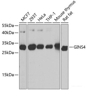 Western blot analysis of extracts of various cell lines using EXOSC7 Polyclonal Antibody at dilution of 1:3000.