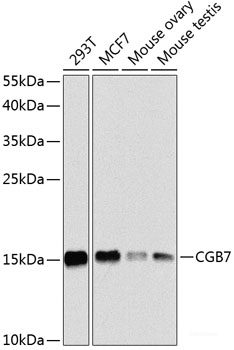 Western blot analysis of extracts of various cell lines using SST Polyclonal Antibody at dilution of 1:1000.
