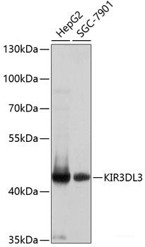 Immunofluorescence analysis of U2OS cells using ANO1 Polyclonal Antibody at dilution of 1:100. Blue: DAPI for nuclear staining.