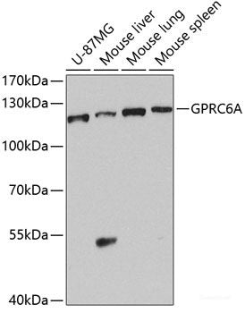 Western blot analysis of extracts of various cell lines using OCRL Polyclonal Antibody at dilution of 1:1000.