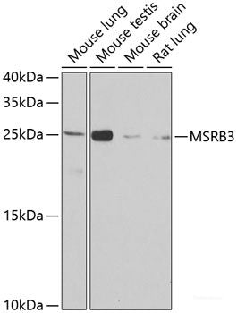 Western blot analysis of extracts of various cell lines using ANKHD1 Polyclonal Antibody at dilution of 1:1000.