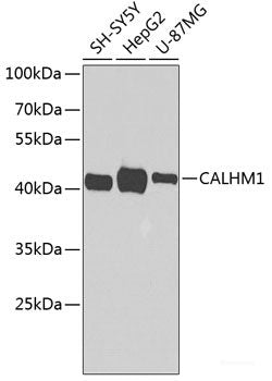 Western blot analysis of extracts of A-375 cells using HSD3B1 Polyclonal Antibody at dilution of 1:1000.