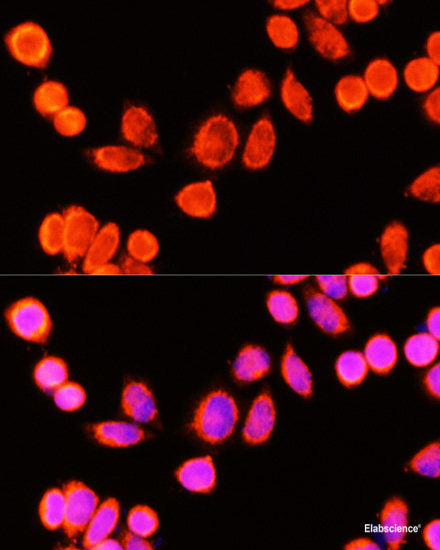 Western blot analysis of extracts of various cell lines using ACVR1B Polyclonal Antibody at dilution of 1:1000.