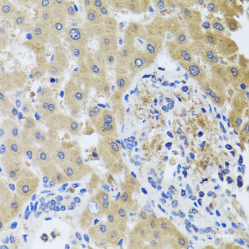 Immunofluorescence analysis of L929 cells using PELP1 Polyclonal Antibody at dilution of 1:100 (40x lens). Blue: DAPI for nuclear staining.