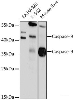 Immunofluorescence analysis of Human placenta cells using WNT3A Polyclonal Antibody at dilution of 1:100. Blue: DAPI for nuclear staining.