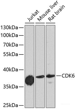 Western blot analysis of extracts of Raji cells using PTPRJ Polyclonal Antibody at dilution of 1:1000.