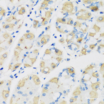 Immunofluorescence analysis of PC12 cells using LGR5 Polyclonal Antibody at dilution of 1:100.