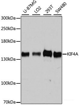 Western blot analysis of extracts of various cell lines using CSRP1 Polyclonal Antibody at dilution of 1:1000.