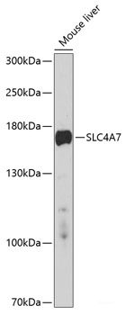 Western blot analysis of extracts of various cell lines using HSP90AB1 Polyclonal Antibody at dilution of 1:1000.