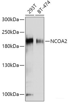 Western blot analysis of extracts of various cell lines using MAGED1 Polyclonal Antibody at dilution of 1:1000.