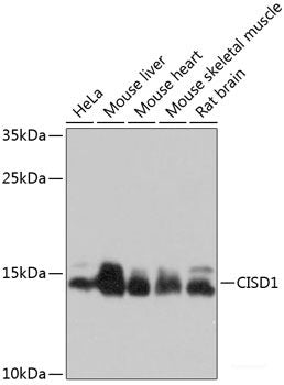 Immunofluorescence analysis of U-251MG cells using BDNF Polyclonal Antibody at dilution of 1:100 (40x lens). Blue: DAPI for nuclear staining.