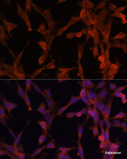 Western blot analysis of extracts of various cell lines using PTEN Monoclonal Antibody at dilution of 1:1000.