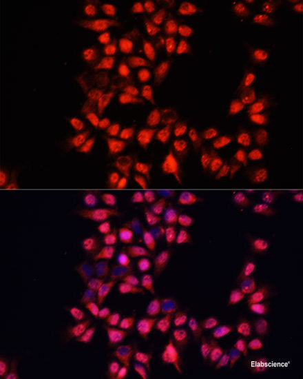 Western blot analysis of extracts of various cell lines using MTCO2 Polyclonal Antibody at dilution of 1:800.