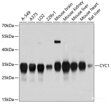 Western blot analysis of extracts of various cell lines using NFkB p100 / p52 Polyclonal Antibody at dilution of 1:1000.