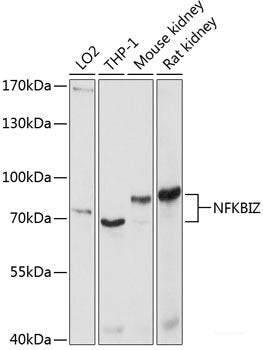 Western blot analysis of extracts of various cell lines using PTEN Polyclonal Antibody at dilution of 1:1000.