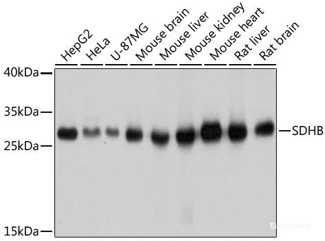 Western blot analysis of extracts of various cell lines using YAP1 Polyclonal Antibody at dilution of 1:1000.