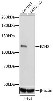 Western blot analysis of extracts of various cell lines using NAPRT Polyclonal Antibody at dilution of 1:3000.