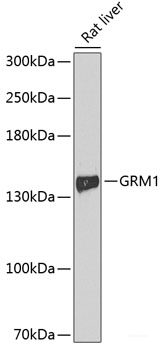 Western blot analysis of extracts of various cell lines using ACTN1 Polyclonal Antibody at dilution of 1:500.