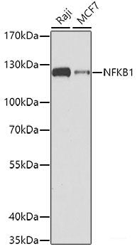 Immunofluorescence analysis of MCF-7 cells using RAB11A Polyclonal Antibody