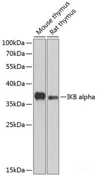 Western blot analysis of extracts of various cell lines using KCNK10 Polyclonal Antibody at dilution of 1:3000.