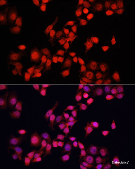 Immunofluorescence analysis of NIH/3T3 cells using RALA Polyclonal Antibody at dilution of 1:100. Blue: DAPI for nuclear staining.