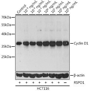 Western blot analysis of extracts of various cell lines using EPCAM Polyclonal Antibody at dilution of 1:1000.