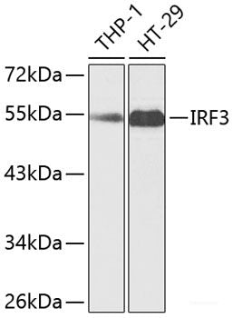 Western blot analysis of extracts of Mouse pancreas using CD8A Polyclonal Antibody at dilution of 1:3000.
