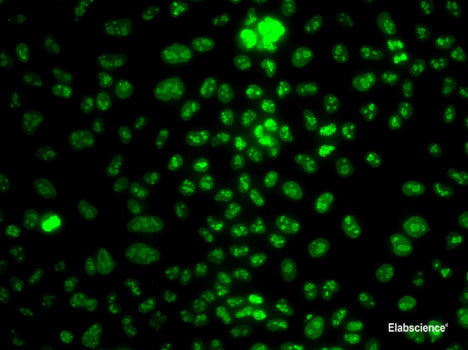 Immunohistochemistry of paraffin-embedded Rat testis using CDC42 Polyclonal Antibody at dilution of 1:100 (40x lens).