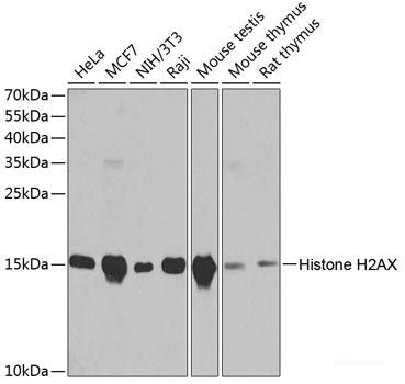 Western blot analysis of extracts of various cell lines using ATG16L1 Polyclonal Antibody at dilution of 1:1000.
