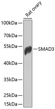 Western blot analysis of extracts of various cell lines using PGC1 alpha Polyclonal Antibody at dilution of 1:1000.