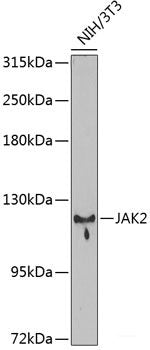 Immunofluorescence analysis of A549 cells using CCL26 Polyclonal Antibody