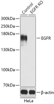 Western blot analysis of extracts of various cell lines using GLG1 Polyclonal Antibody at dilution of 1:3000.
