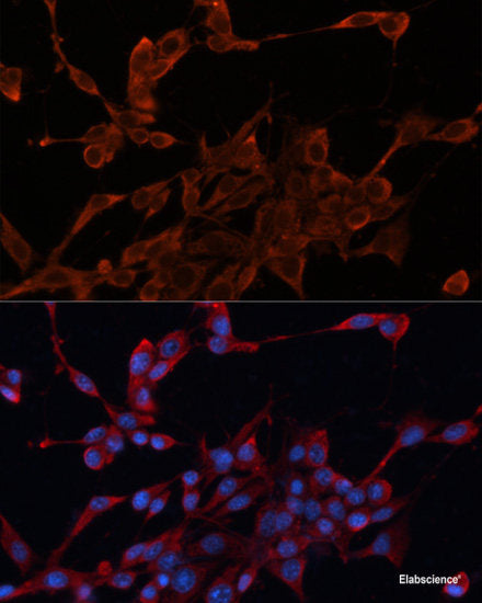Western blot analysis of extracts of various cell lines using GRIPAP1 Polyclonal Antibody at dilution of 1:3000.