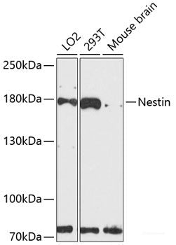 Immunofluorescence analysis of HeLa cells using AMPKα1 Polyclonal Antibody