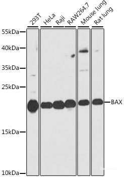 Immunofluorescence analysis of C6 cells using PLSCR3 Polyclonal Antibody at dilution of 1:100 (40x lens). Blue: DAPI for nuclear staining.