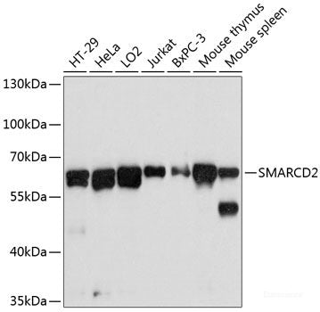 Immunofluorescence analysis of A549 cells using HNRNPA1 Polyclonal Antibody