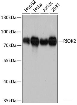Immunohistochemistry of paraffin-embedded Rat lung using NTF3 Polyclonal Antibody at dilution of 1:100 (40x lens).