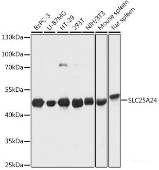 Immunohistochemistry of paraffin-embedded Mouse brain using REG3A Polyclonal Antibody