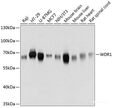 Western blot analysis of extracts of various cell lines using SHMT1 Polyclonal Antibody at dilution of 1:1000.