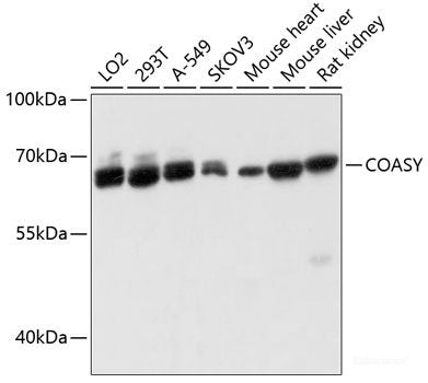 Immunofluorescence analysis of A549 cells using STXBP2 Polyclonal Antibody
