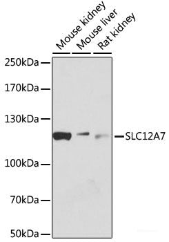 Immunohistochemistry of paraffin-embedded Rat brain using ABCF2 Polyclonal Antibody at dilution of 1:100 (40x lens).