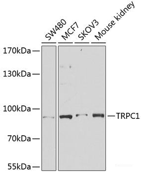 Western blot analysis of extracts of various cell lines using SLA2 Polyclonal Antibody at dilution of 1:3000.