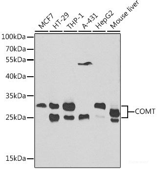 Western blot analysis of extracts of various cell lines using CTSG Polyclonal Antibody at dilution of 1:3000.